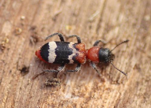 Réf. 227 096 : Thanasimus formicarius